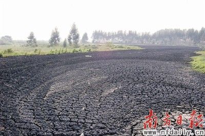 由于傾倒時(shí)間較長，污泥污水已有下滲跡象，但具體危害尚待全面評(píng)估。南方日?qǐng)?bào)記者 葉能軍 攝