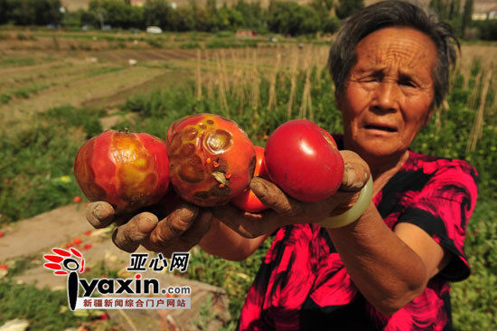 菜農(nóng)張菊英拿著變形和腐爛的柿子老淚縱橫，灑下汗水的土地結(jié)出的卻是惡果。 亞心網(wǎng)記者 李鐵軍 攝