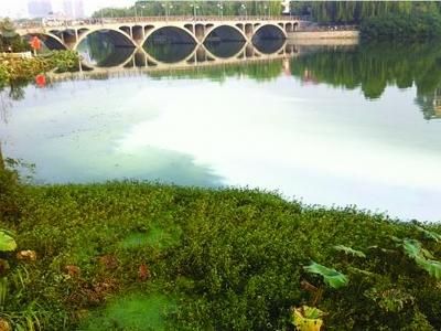 百家湖再次遭受乳白色污水侵襲。（圖片由小區(qū)居民提供）