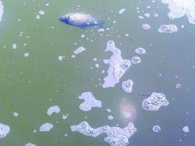 活魚(yú)入水10分鐘就漂浮上來(lái)。