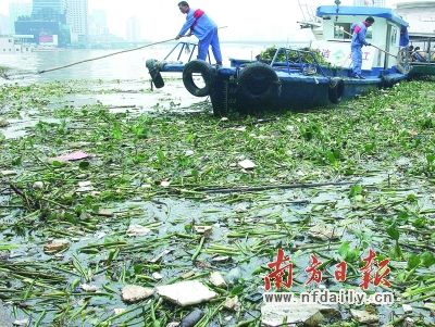 洪水后環(huán)衛(wèi)工人正在打撈珠江上的漂流物。