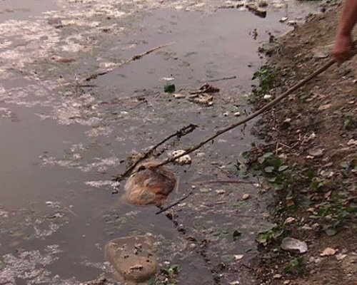 水面上漂浮著死畜。