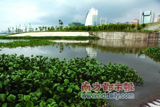 東江上漂浮著水葫蘆。南都記者田飛攝