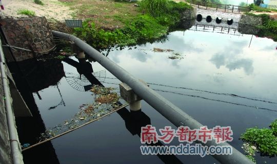 珠海中山跨界水污染。南都記者馬強(qiáng)　攝