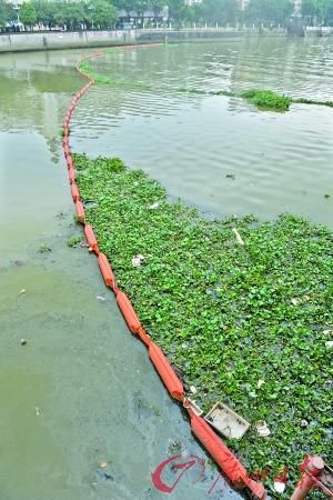 廣佛跨界的水口水道北村水閘處攔截許多的生活垃圾和水浮蓮。